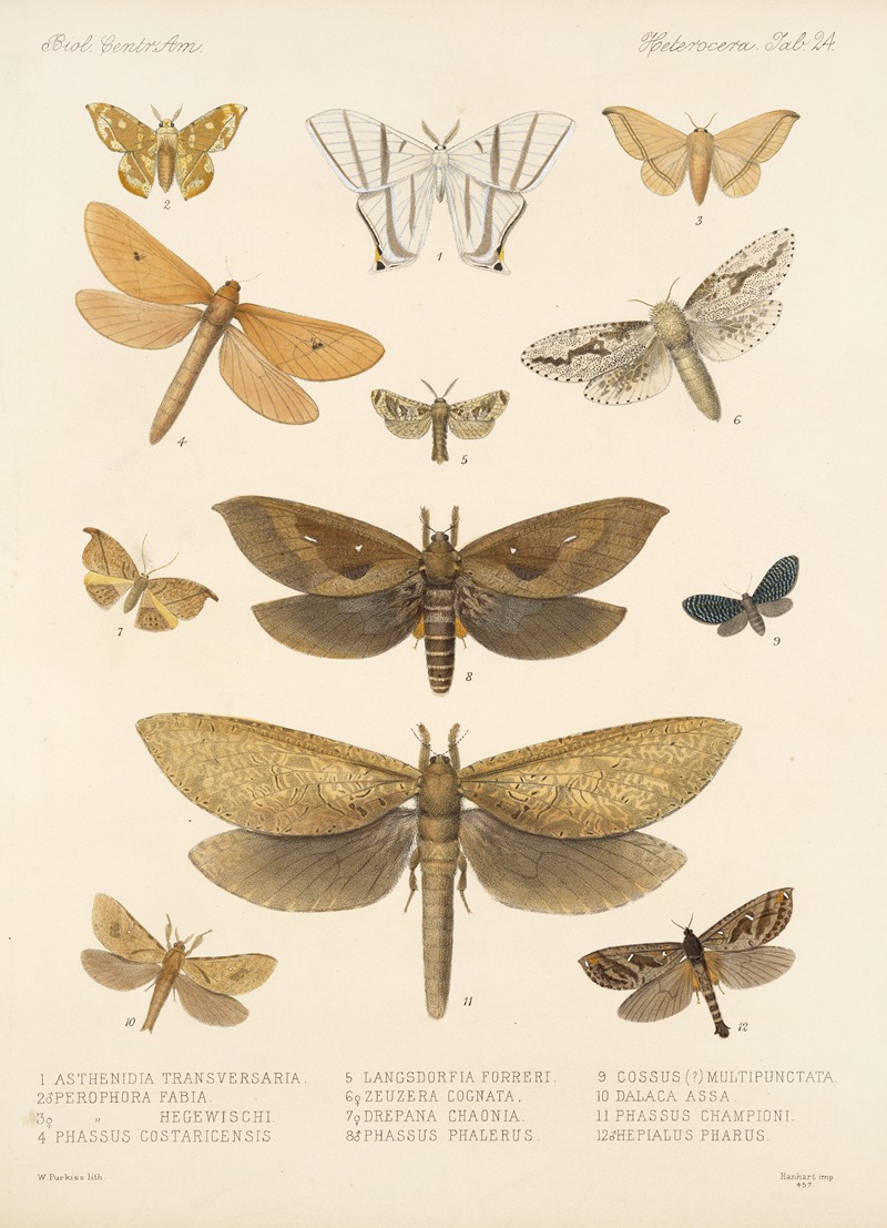 Frederick DuCane Godman - Insecta Lepidoptera-Heterocera Pl 024