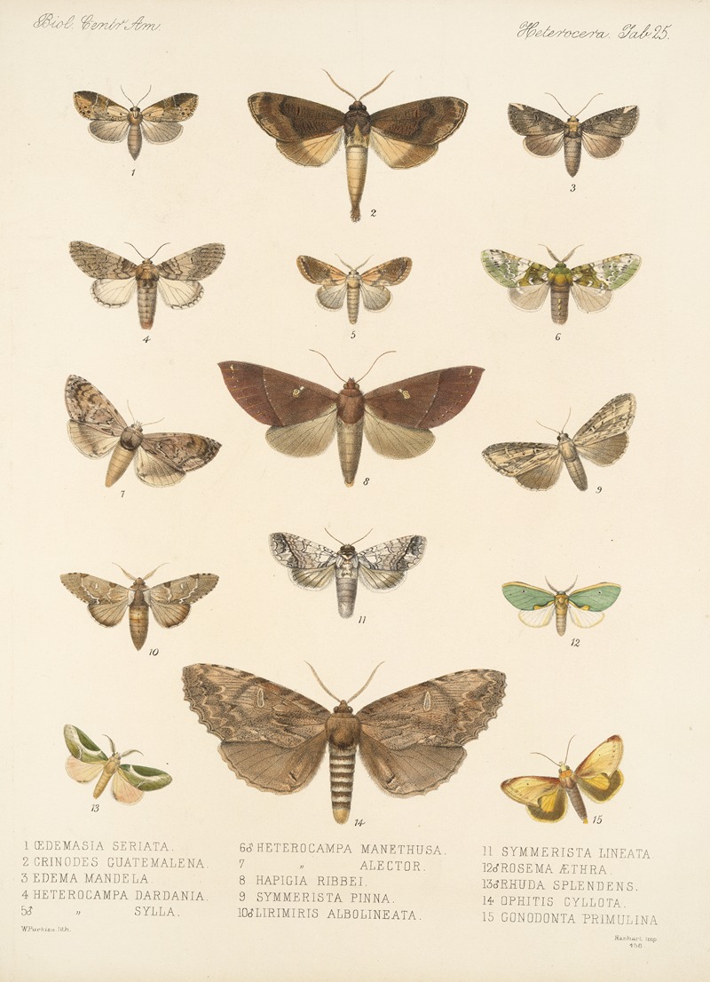 Frederick DuCane Godman - Insecta Lepidoptera-Heterocera Pl 025