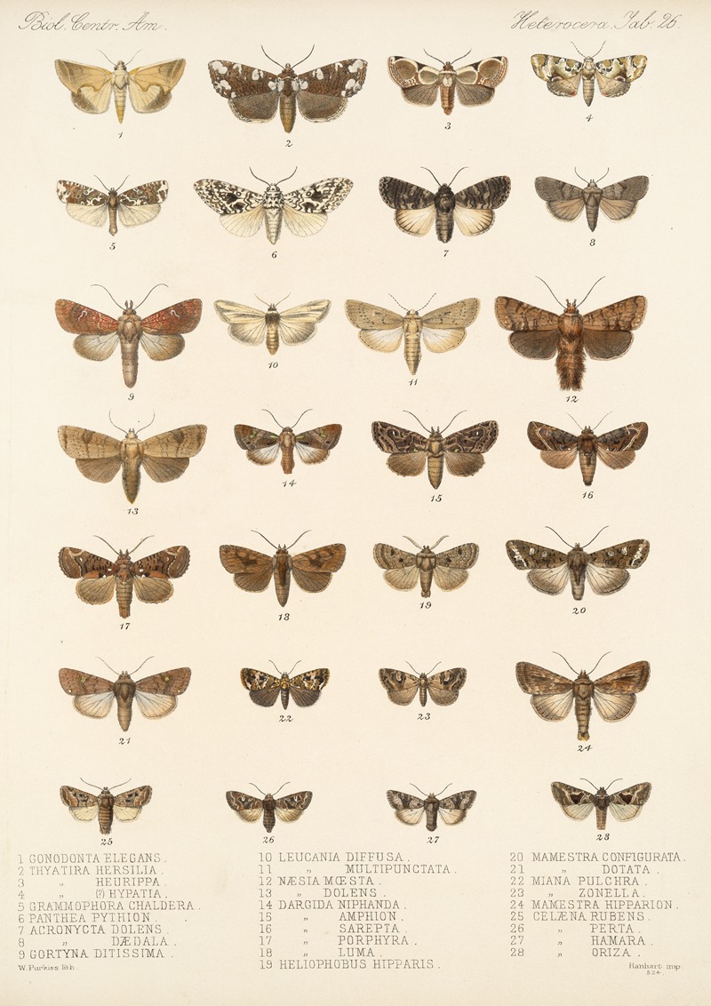 Frederick DuCane Godman - Insecta Lepidoptera-Heterocera Pl 026