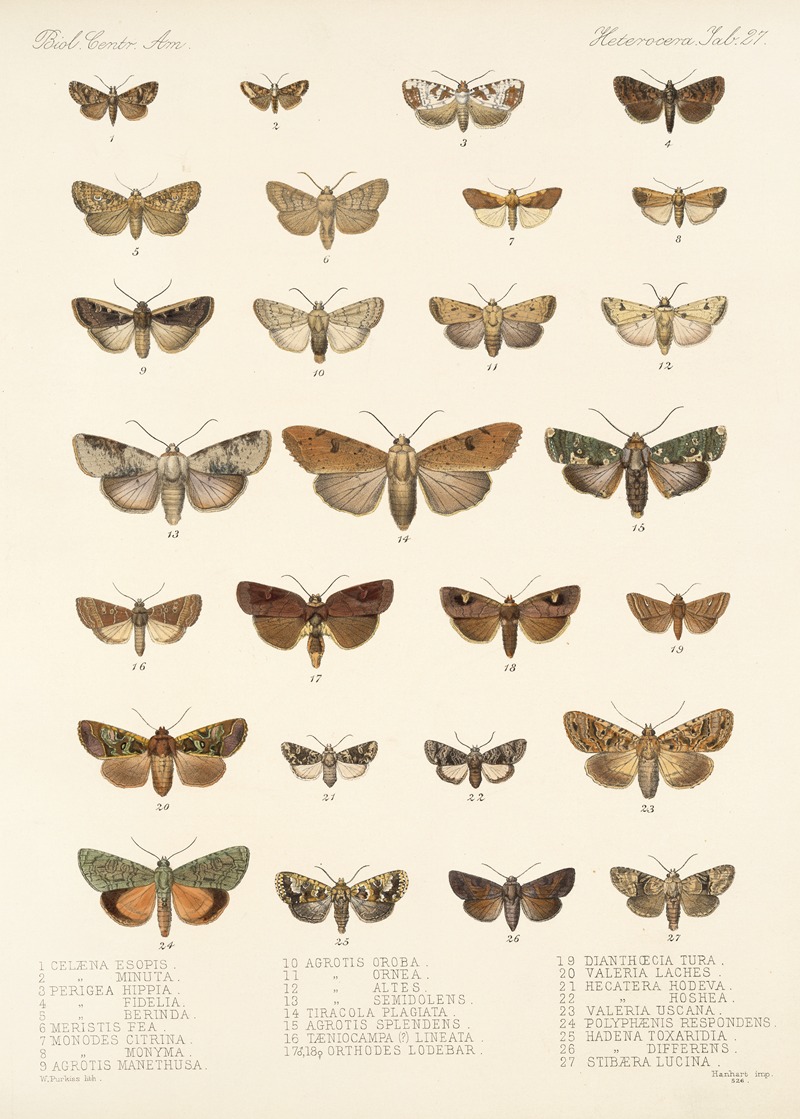 Frederick DuCane Godman - Insecta Lepidoptera-Heterocera Pl 027