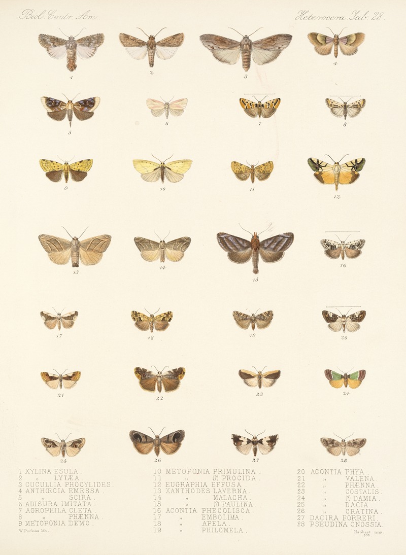 Frederick DuCane Godman - Insecta Lepidoptera-Heterocera Pl 028