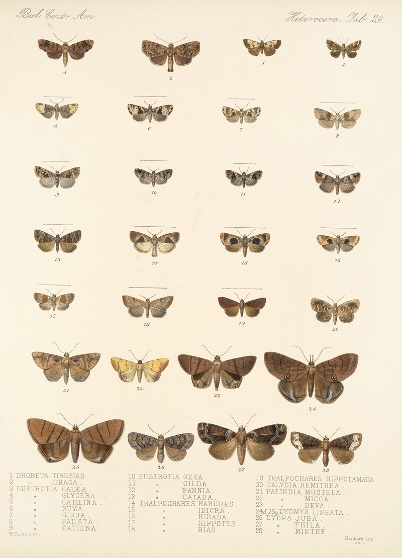 Frederick DuCane Godman - Insecta Lepidoptera-Heterocera Pl 029