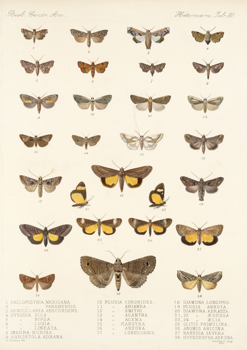 Frederick DuCane Godman - Insecta Lepidoptera-Heterocera Pl 030