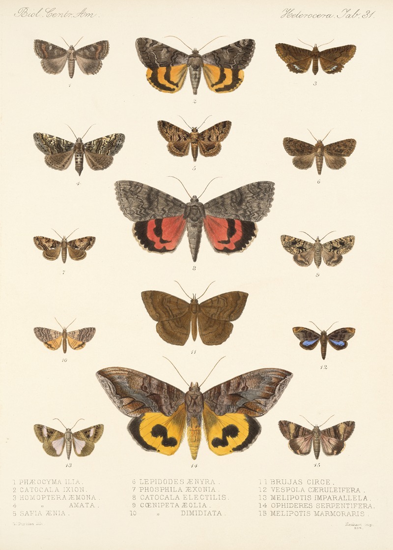 Frederick DuCane Godman - Insecta Lepidoptera-Heterocera Pl 031