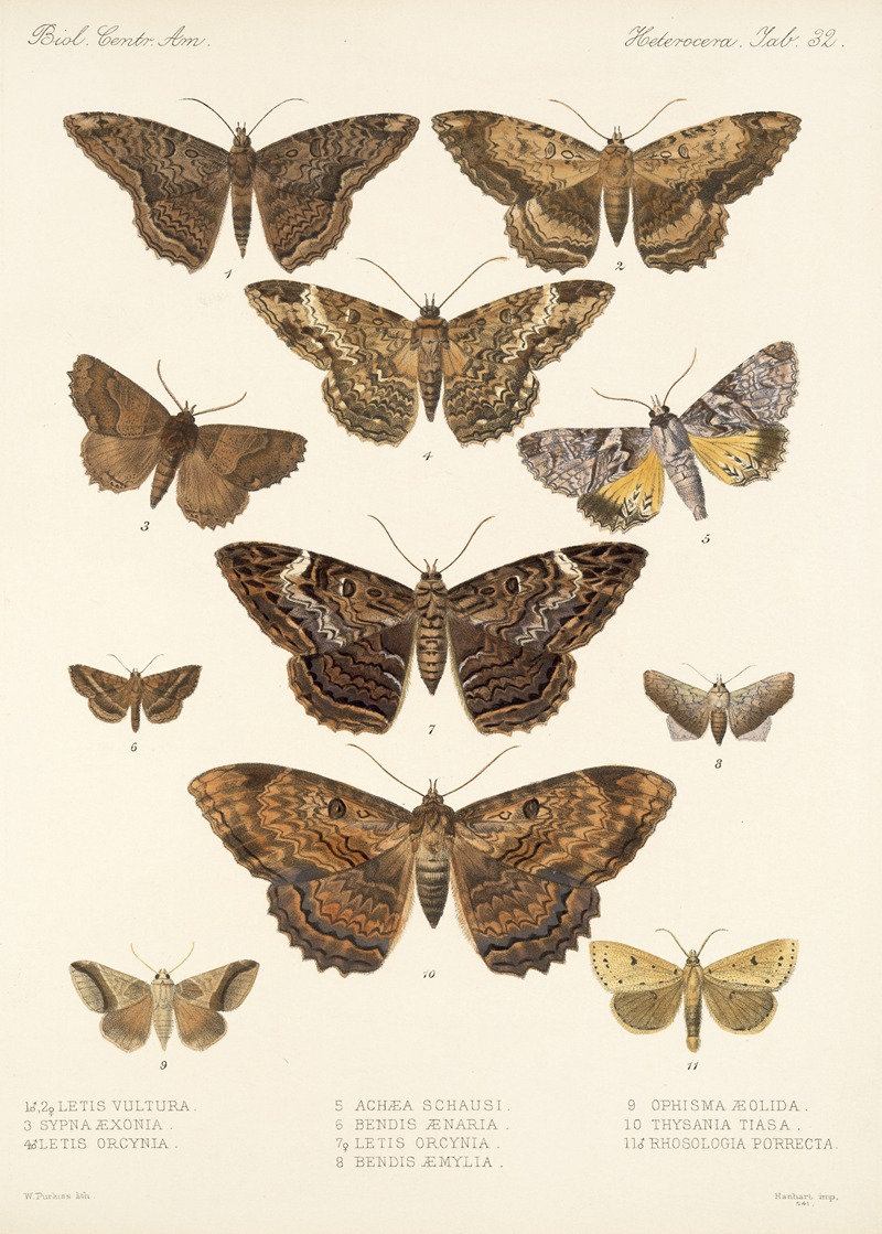 Frederick DuCane Godman - Insecta Lepidoptera-Heterocera Pl 032