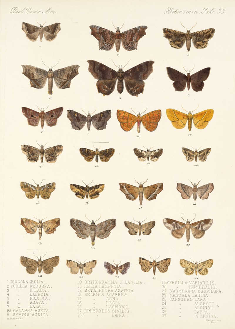 Frederick DuCane Godman - Insecta Lepidoptera-Heterocera Pl 033