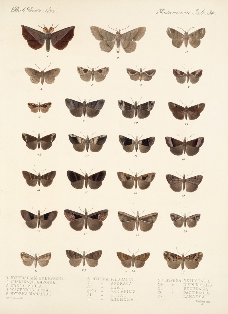 Frederick DuCane Godman - Insecta Lepidoptera-Heterocera Pl 034