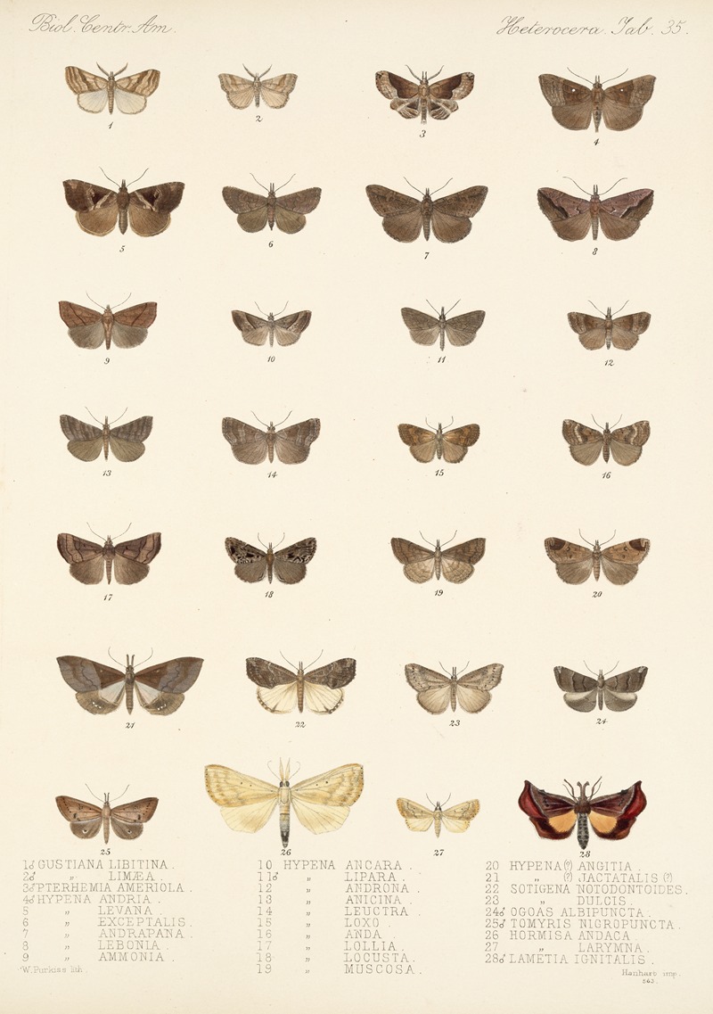 Frederick DuCane Godman - Insecta Lepidoptera-Heterocera Pl 035