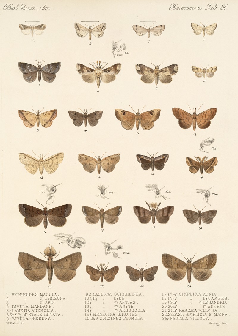 Frederick DuCane Godman - Insecta Lepidoptera-Heterocera Pl 036