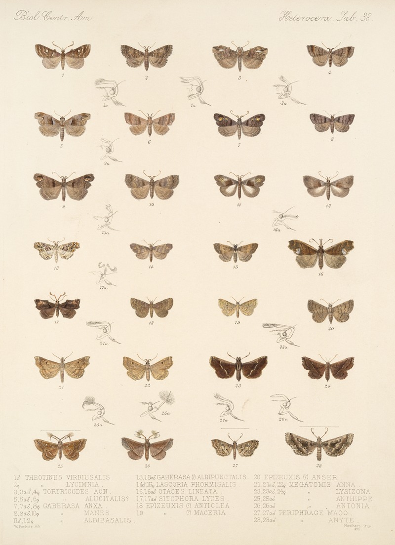 Frederick DuCane Godman - Insecta Lepidoptera-Heterocera Pl 038
