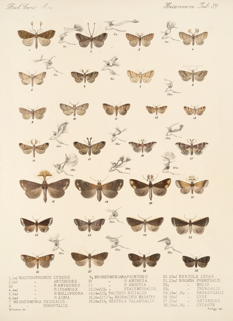 Frederick DuCane Godman - Insecta Lepidoptera-Heterocera Pl 039