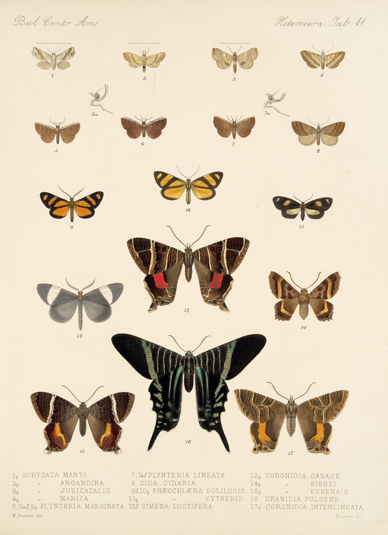 Frederick DuCane Godman - Insecta Lepidoptera-Heterocera Pl 041