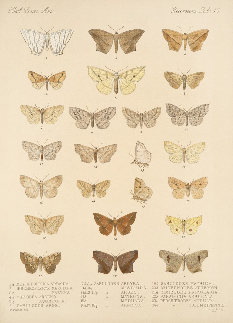 Frederick DuCane Godman - Insecta Lepidoptera-Heterocera Pl 042