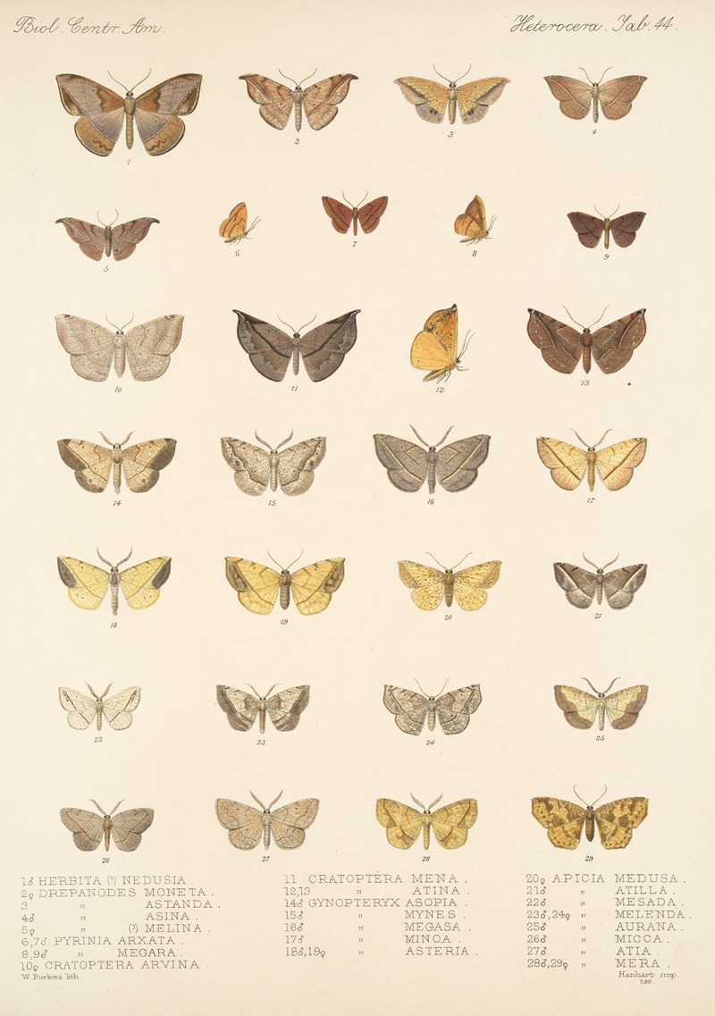 Frederick DuCane Godman - Insecta Lepidoptera-Heterocera Pl 044