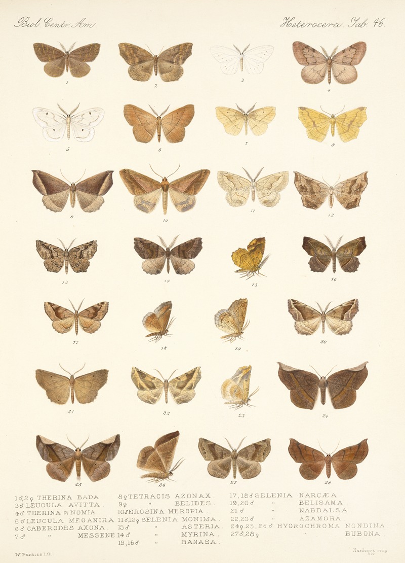Frederick DuCane Godman - Insecta Lepidoptera-Heterocera Pl 046