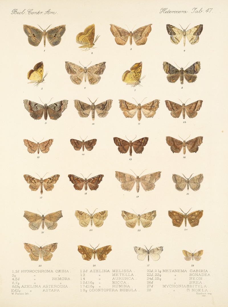 Frederick DuCane Godman - Insecta Lepidoptera-Heterocera Pl 047