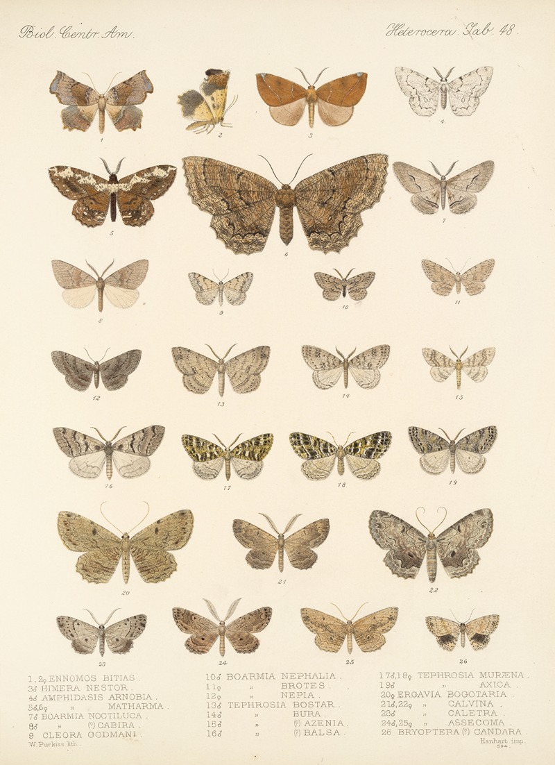 Frederick DuCane Godman - Insecta Lepidoptera-Heterocera Pl 048