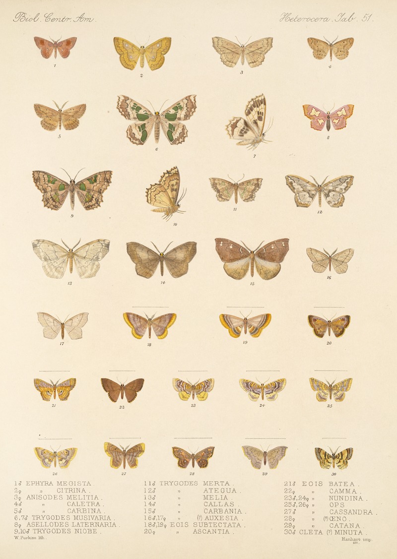 Frederick DuCane Godman - Insecta Lepidoptera-Heterocera Pl 051