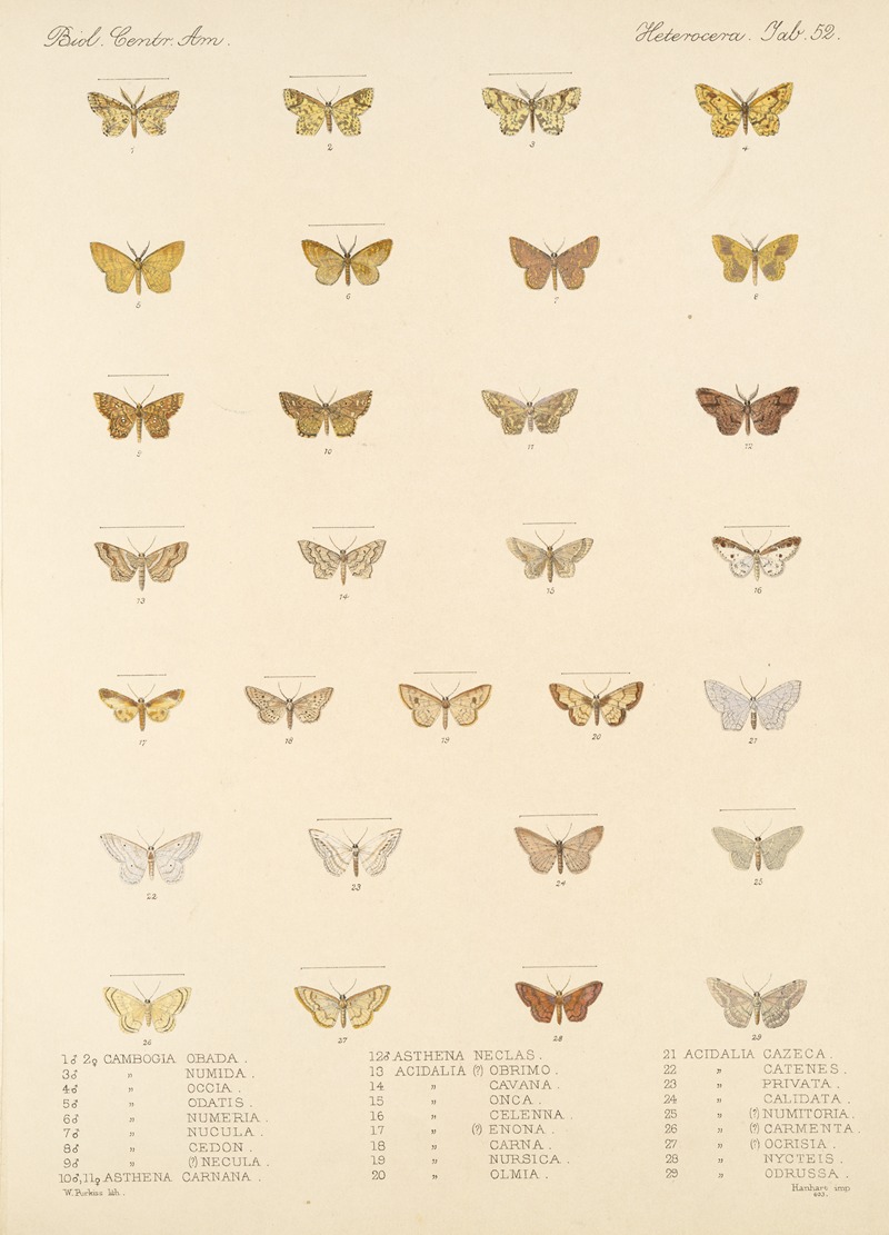 Frederick DuCane Godman - Insecta Lepidoptera-Heterocera Pl 052