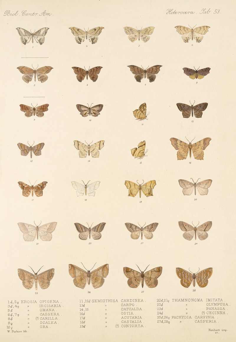Frederick DuCane Godman - Insecta Lepidoptera-Heterocera Pl 053