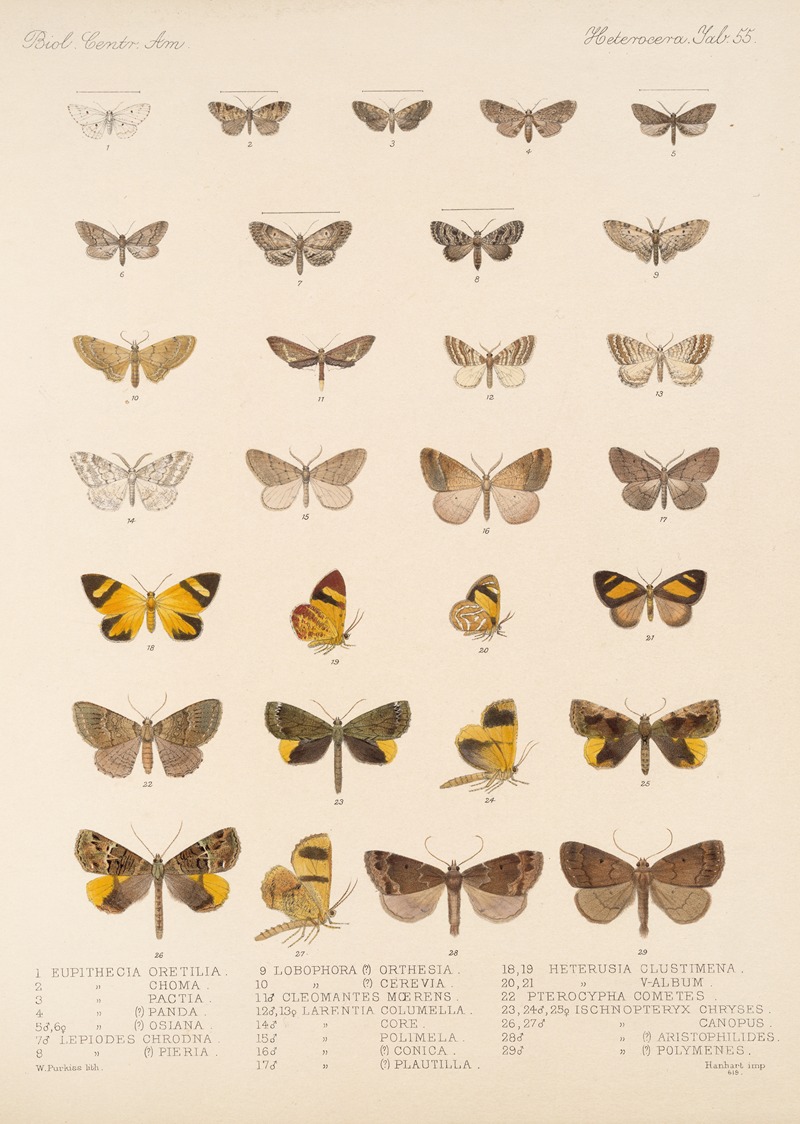 Frederick DuCane Godman - Insecta Lepidoptera-Heterocera Pl 055