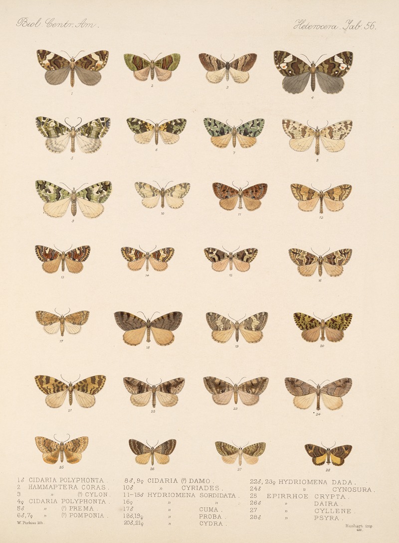 Frederick DuCane Godman - Insecta Lepidoptera-Heterocera Pl 056
