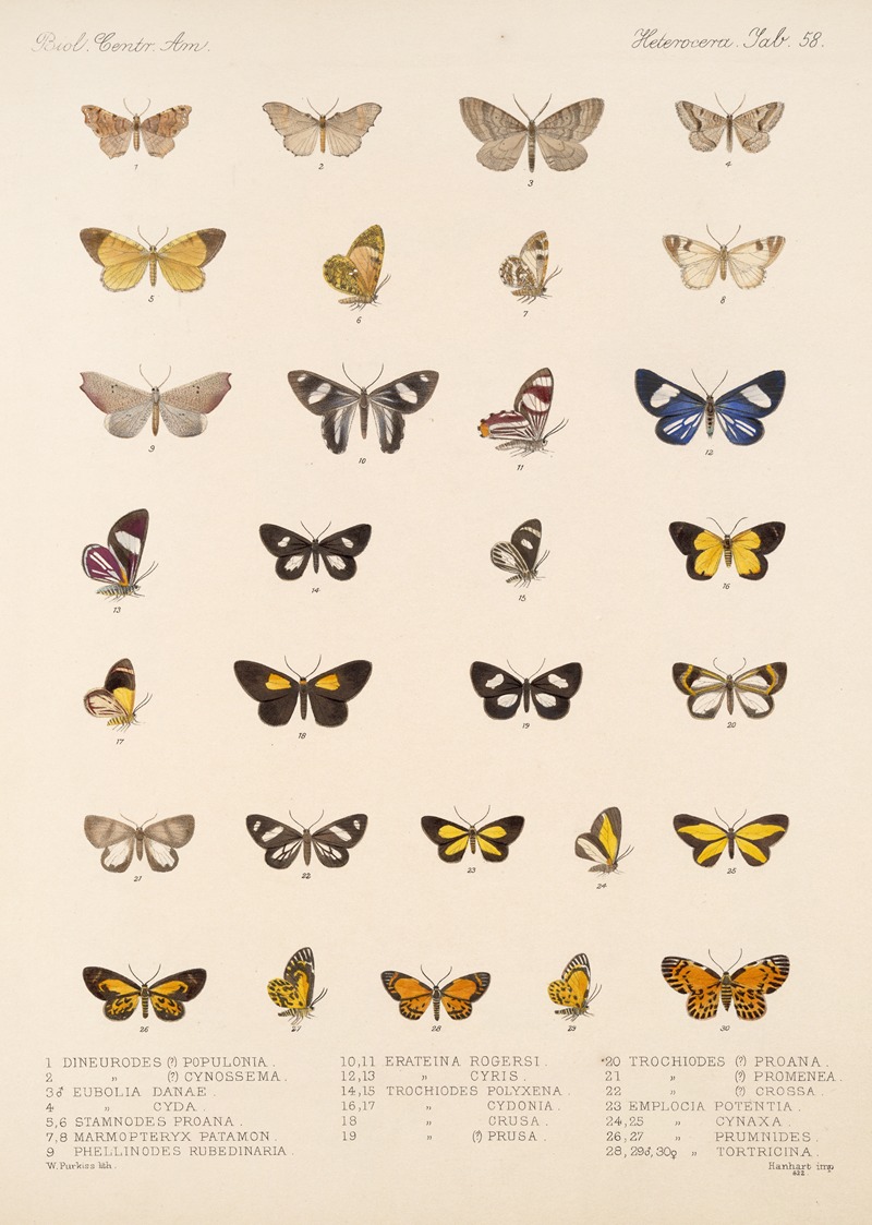 Frederick DuCane Godman - Insecta Lepidoptera-Heterocera Pl 058
