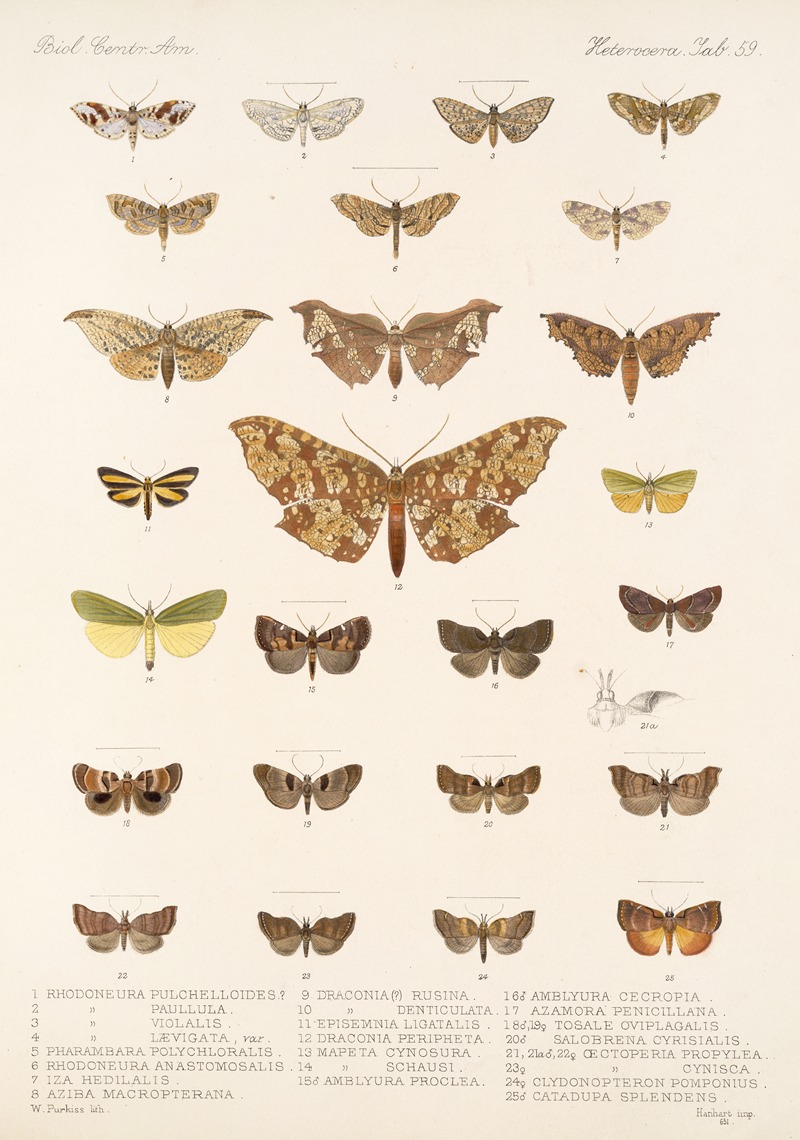 Frederick DuCane Godman - Insecta Lepidoptera-Heterocera Pl 059