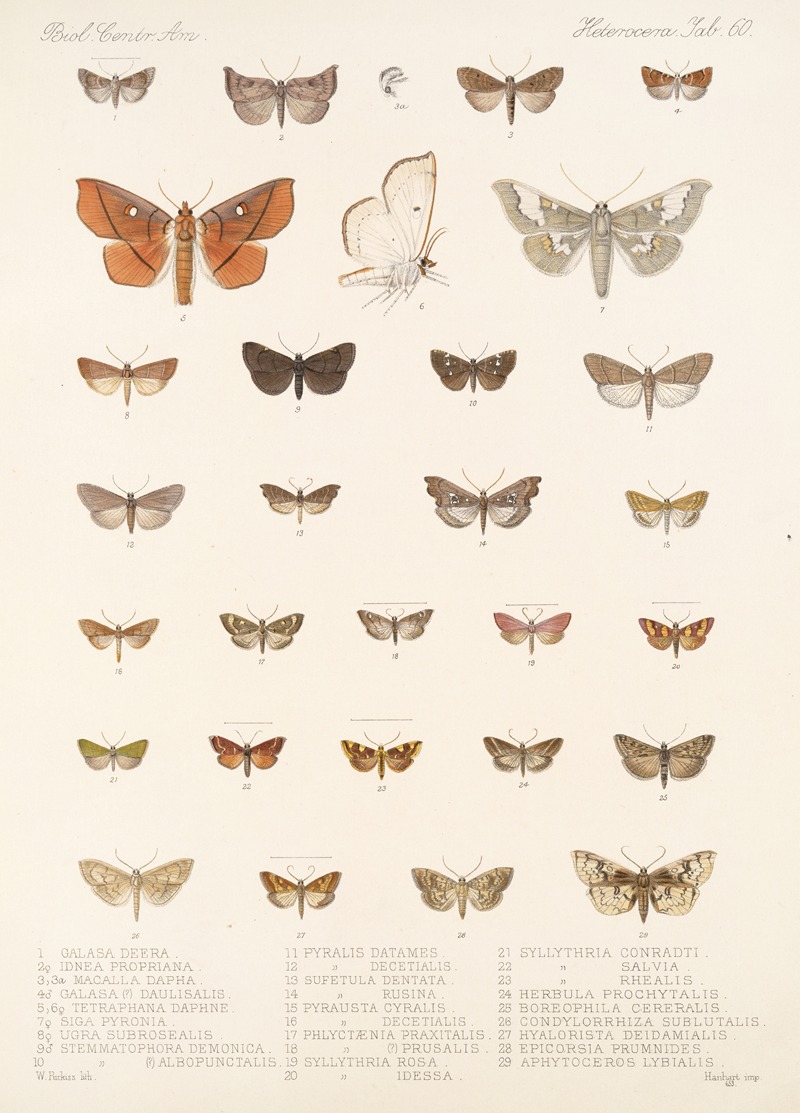 Frederick DuCane Godman - Insecta Lepidoptera-Heterocera Pl 060
