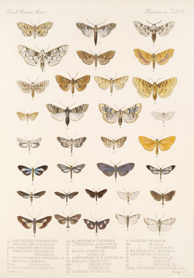 Frederick DuCane Godman - Insecta Lepidoptera-Heterocera Pl 061