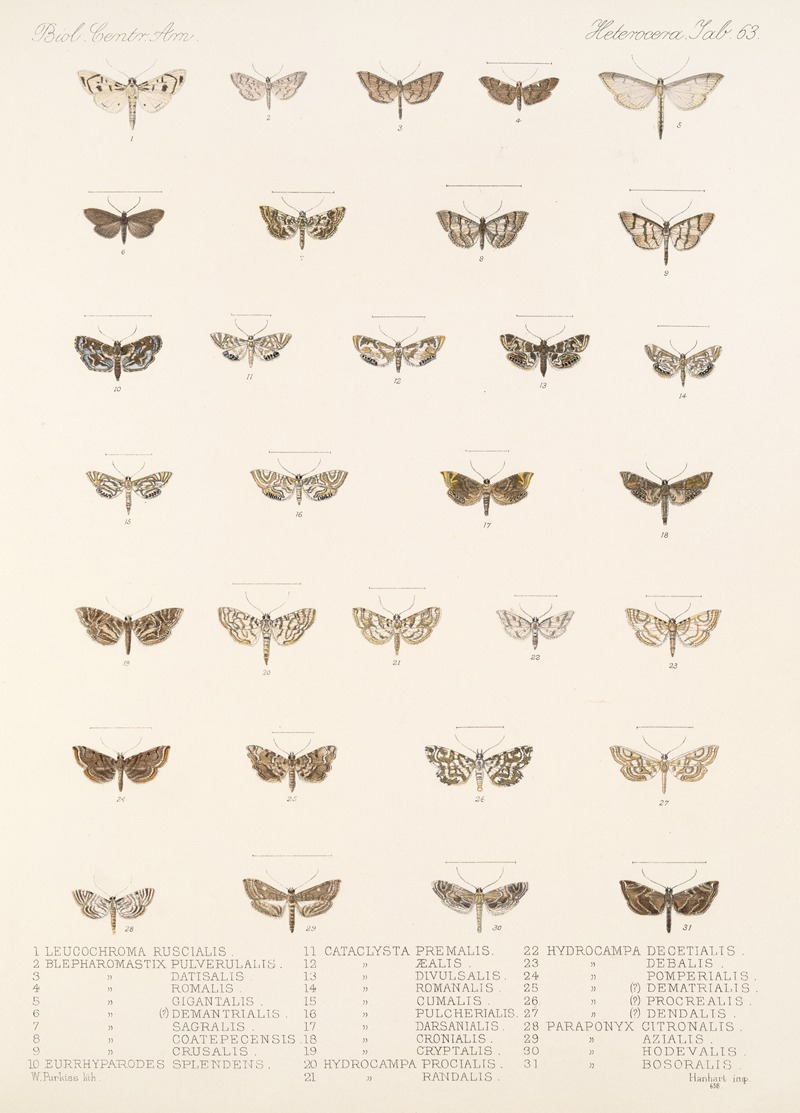 Frederick DuCane Godman - Insecta Lepidoptera-Heterocera Pl 063
