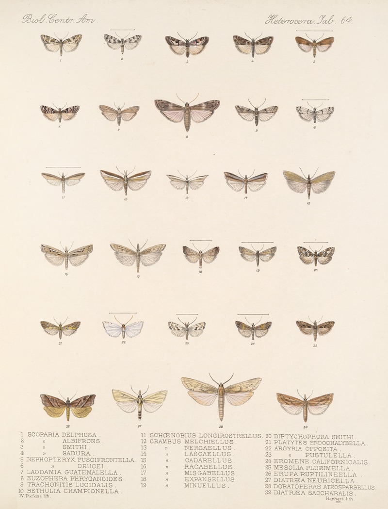 Frederick DuCane Godman - Insecta Lepidoptera-Heterocera Pl 064