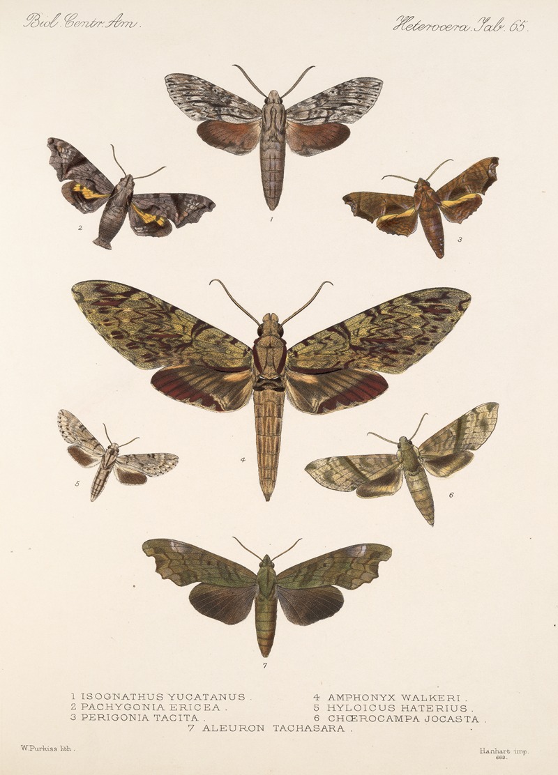 Frederick DuCane Godman - Insecta Lepidoptera-Heterocera Pl 065