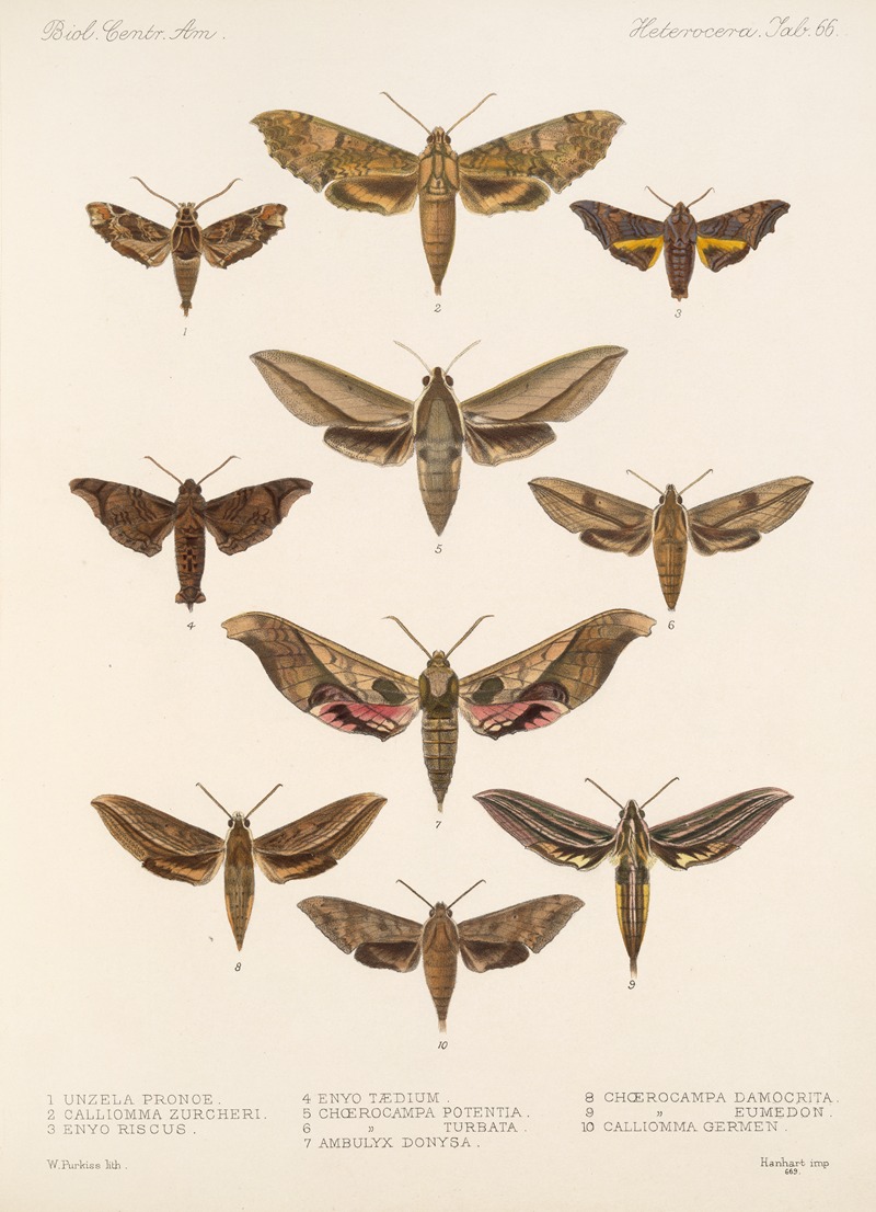 Frederick DuCane Godman - Insecta Lepidoptera-Heterocera Pl 066