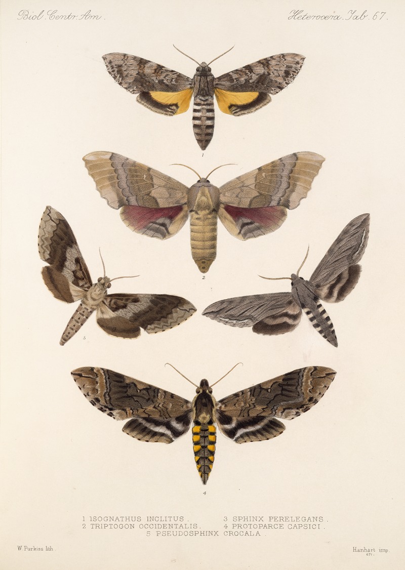 Frederick DuCane Godman - Insecta Lepidoptera-Heterocera Pl 067