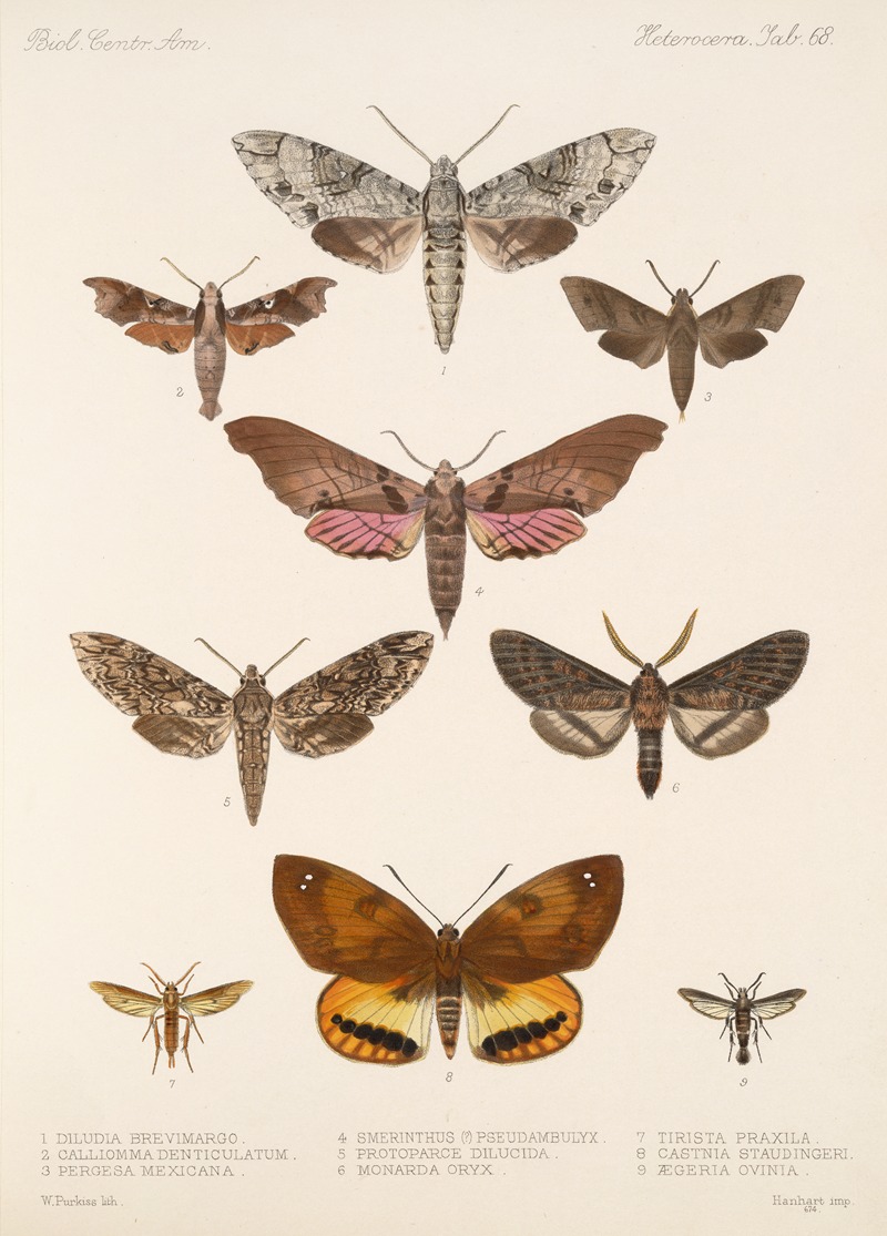Frederick DuCane Godman - Insecta Lepidoptera-Heterocera Pl 068