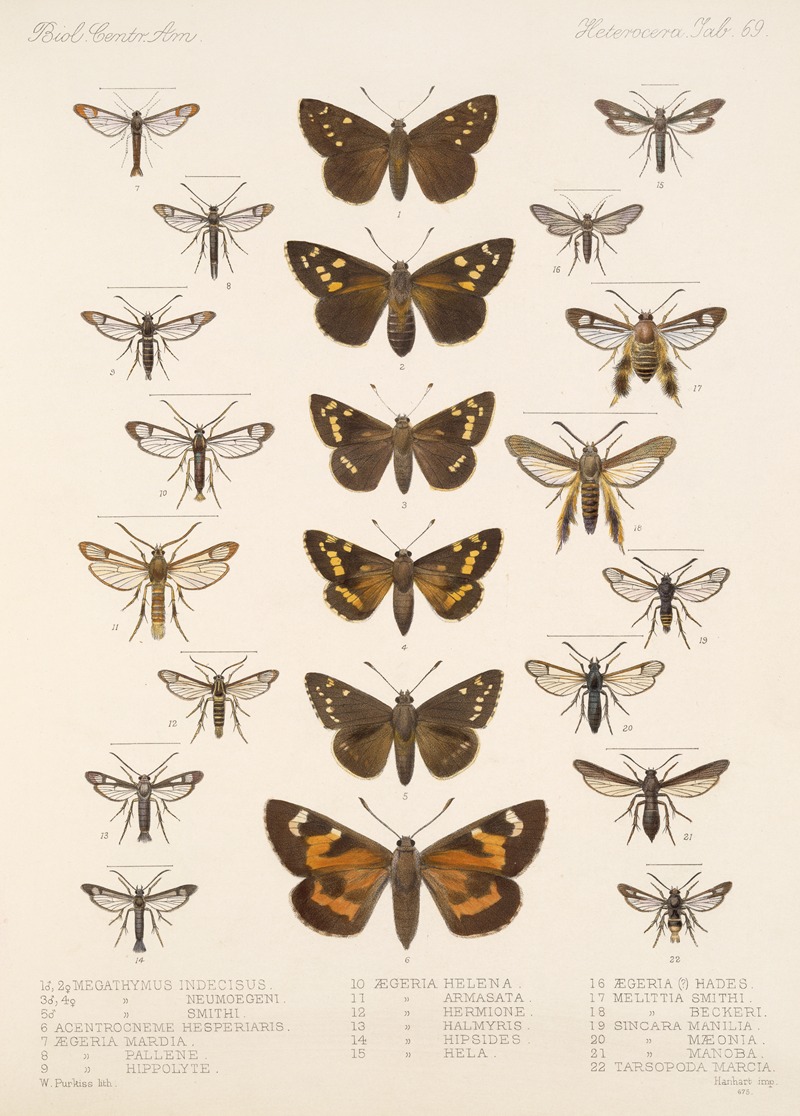 Frederick DuCane Godman - Insecta Lepidoptera-Heterocera Pl 069