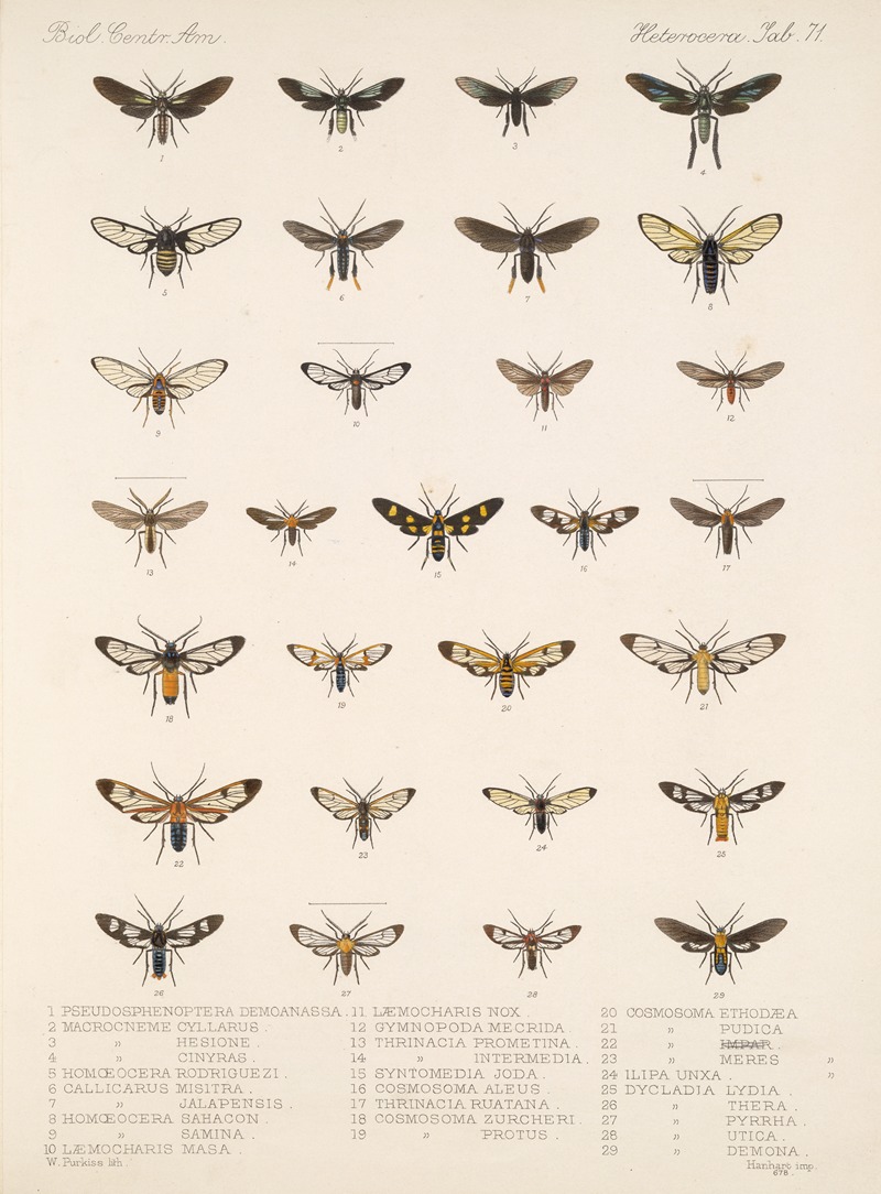 Frederick DuCane Godman - Insecta Lepidoptera-Heterocera Pl 071