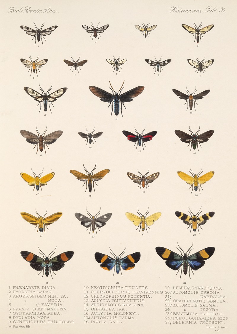 Frederick DuCane Godman - Insecta Lepidoptera-Heterocera Pl 072