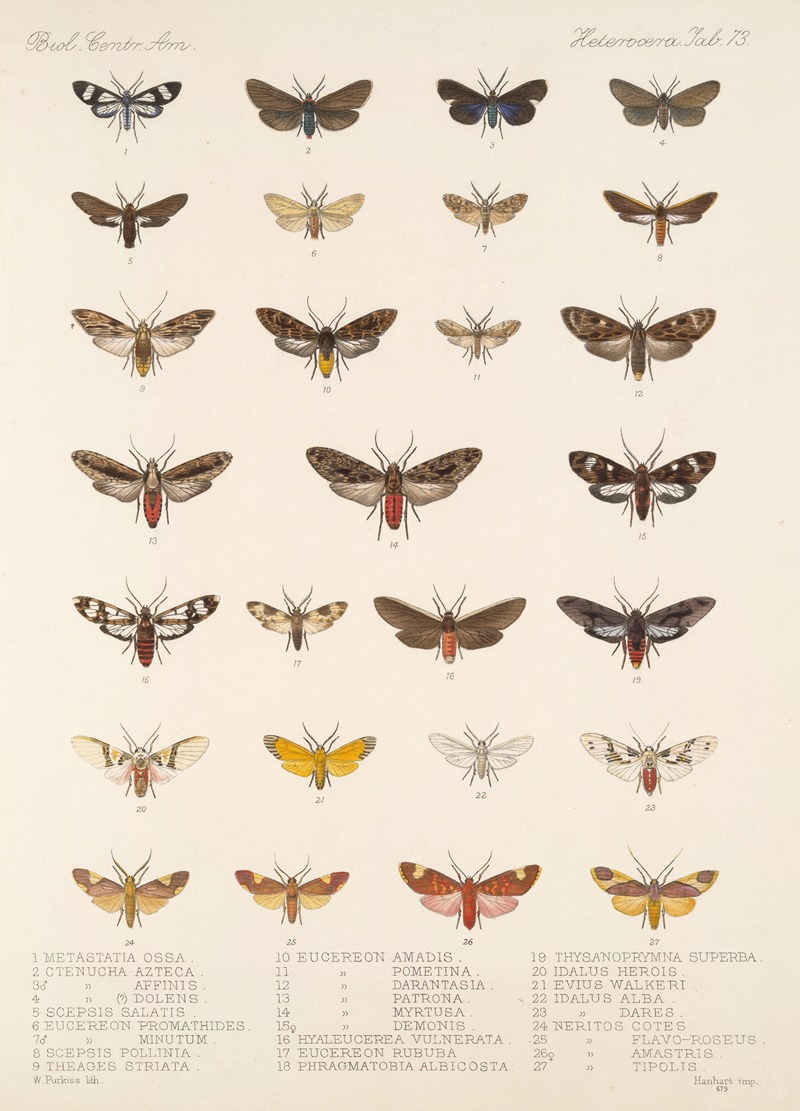 Frederick DuCane Godman - Insecta Lepidoptera-Heterocera Pl 073