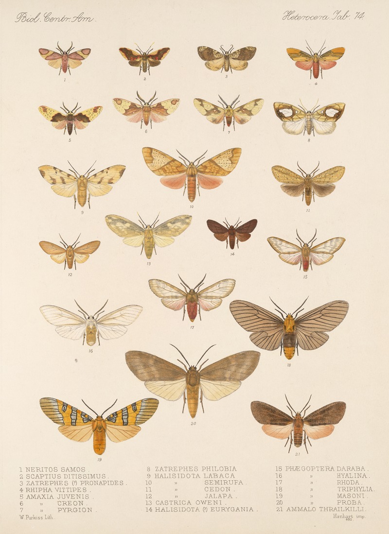 Frederick DuCane Godman - Insecta Lepidoptera-Heterocera Pl 074