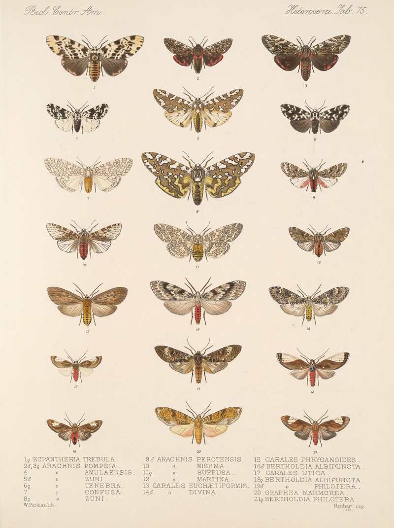 Frederick DuCane Godman - Insecta Lepidoptera-Heterocera Pl 075