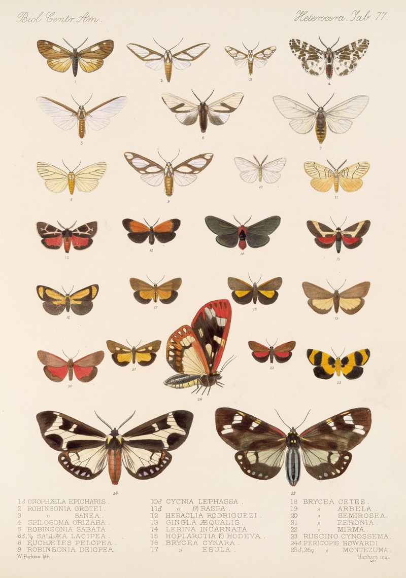 Frederick DuCane Godman - Insecta Lepidoptera-Heterocera Pl 077