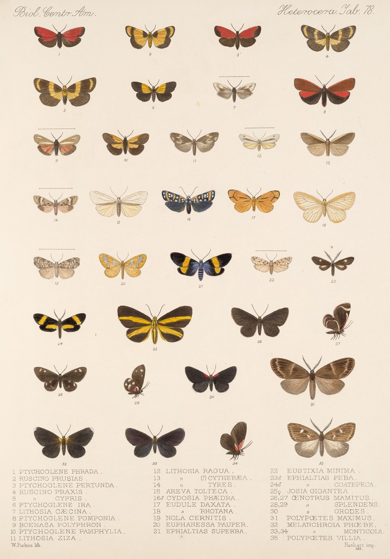 Frederick DuCane Godman - Insecta Lepidoptera-Heterocera Pl 078