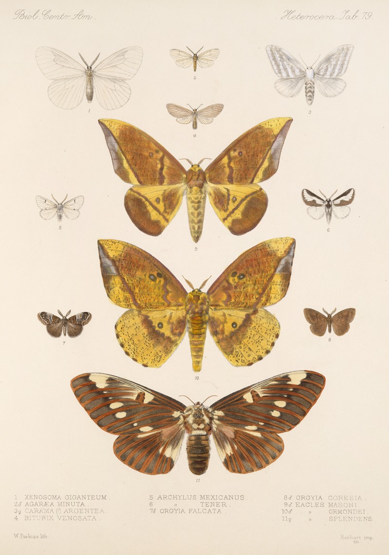 Frederick DuCane Godman - Insecta Lepidoptera-Heterocera Pl 079