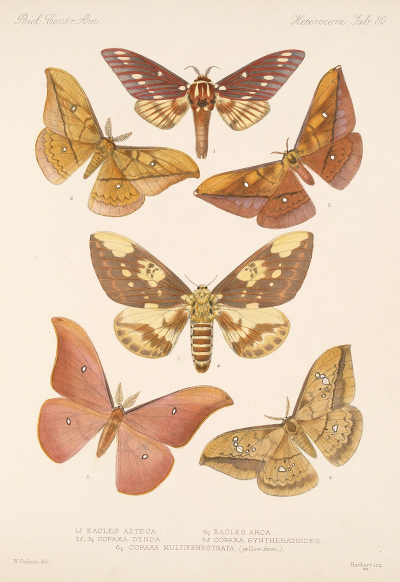 Frederick DuCane Godman - Insecta Lepidoptera-Heterocera Pl 080