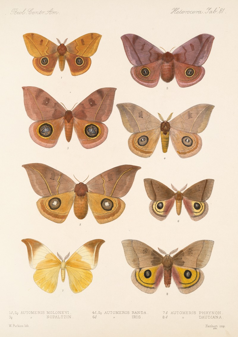 Frederick DuCane Godman - Insecta Lepidoptera-Heterocera Pl 081