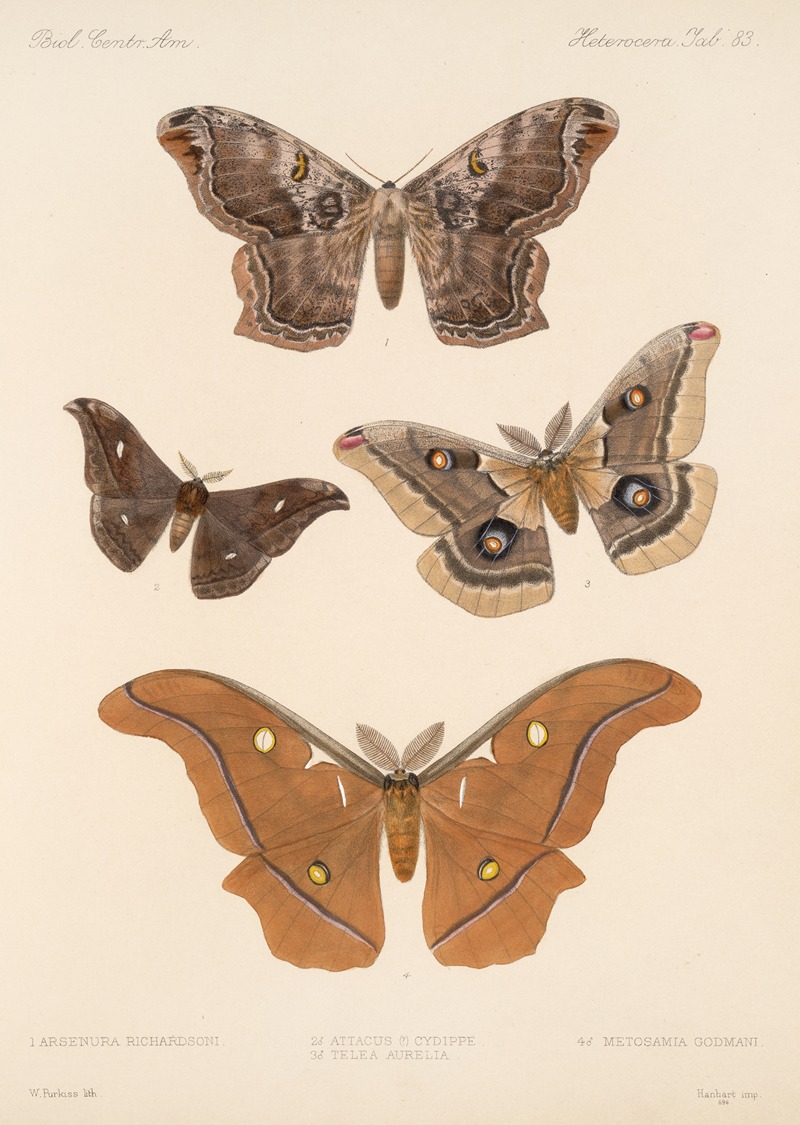 Frederick DuCane Godman - Insecta Lepidoptera-Heterocera Pl 083