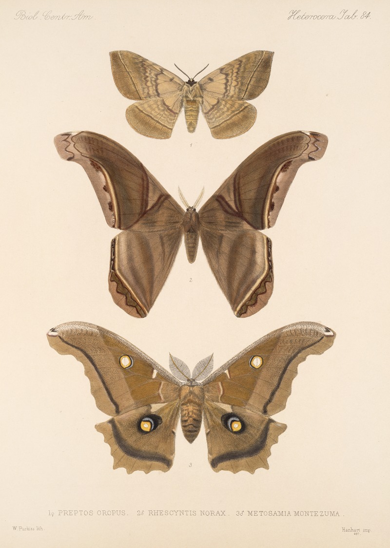 Frederick DuCane Godman - Insecta Lepidoptera-Heterocera Pl 084