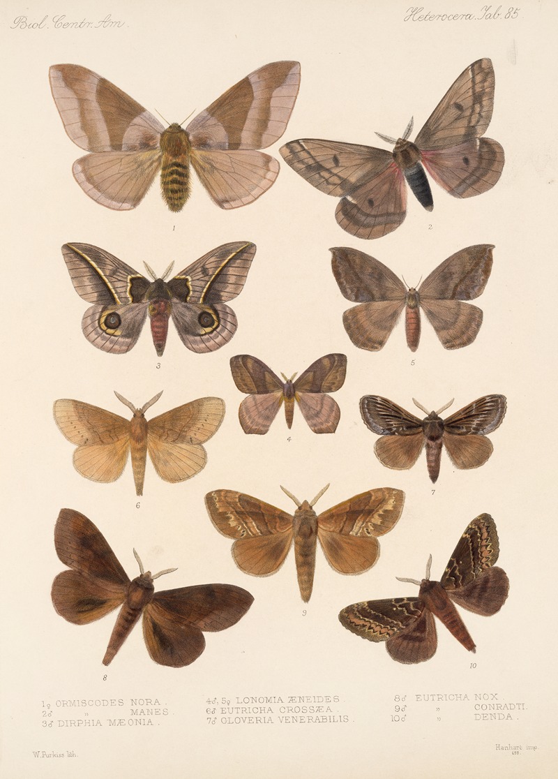 Frederick DuCane Godman - Insecta Lepidoptera-Heterocera Pl 085